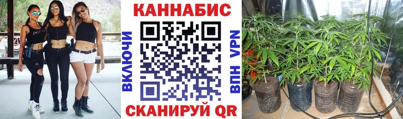 Канабис планчик Шахунья